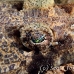 crocodilefish_flathead_nus_h_0705_png1759.jpg